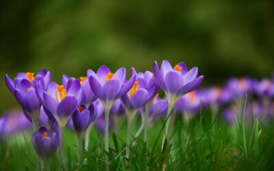 Crocuses