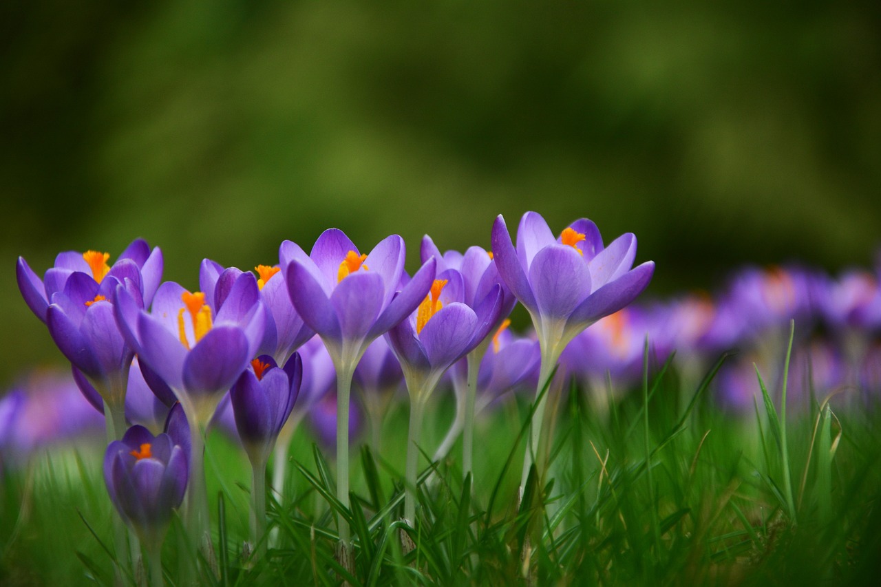 Crocuses