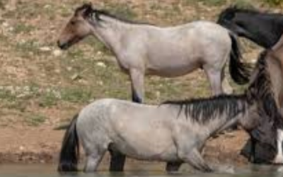 Grulla Horse