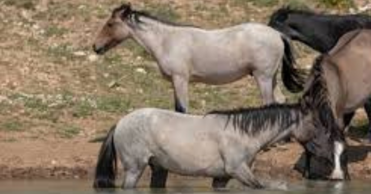 Grulla Horse