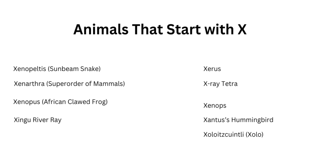 Animals That Start with X