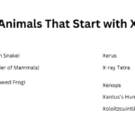 Animals That Start with X