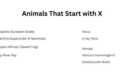 Animals That Start with X