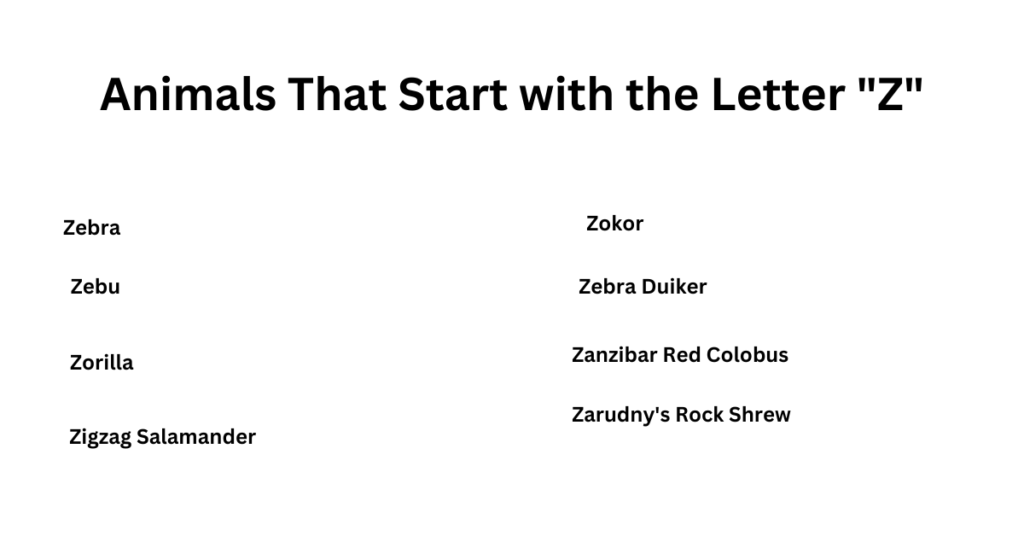 Animals That Start with the Letter Z