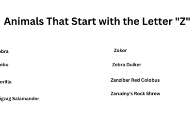 Animals That Start with the Letter Z