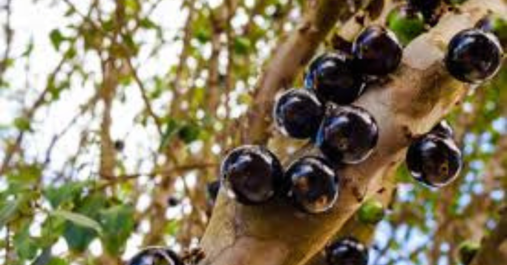 Jaboticaba