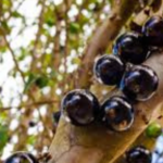 Jaboticaba