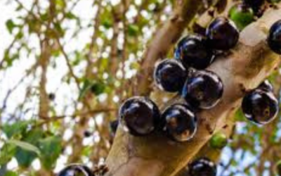 Jaboticaba