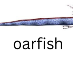 oarfish