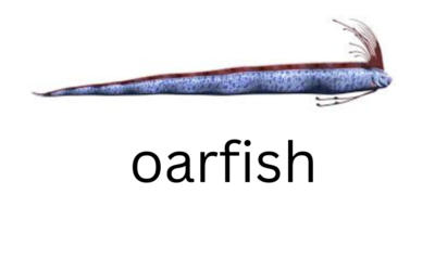 oarfish