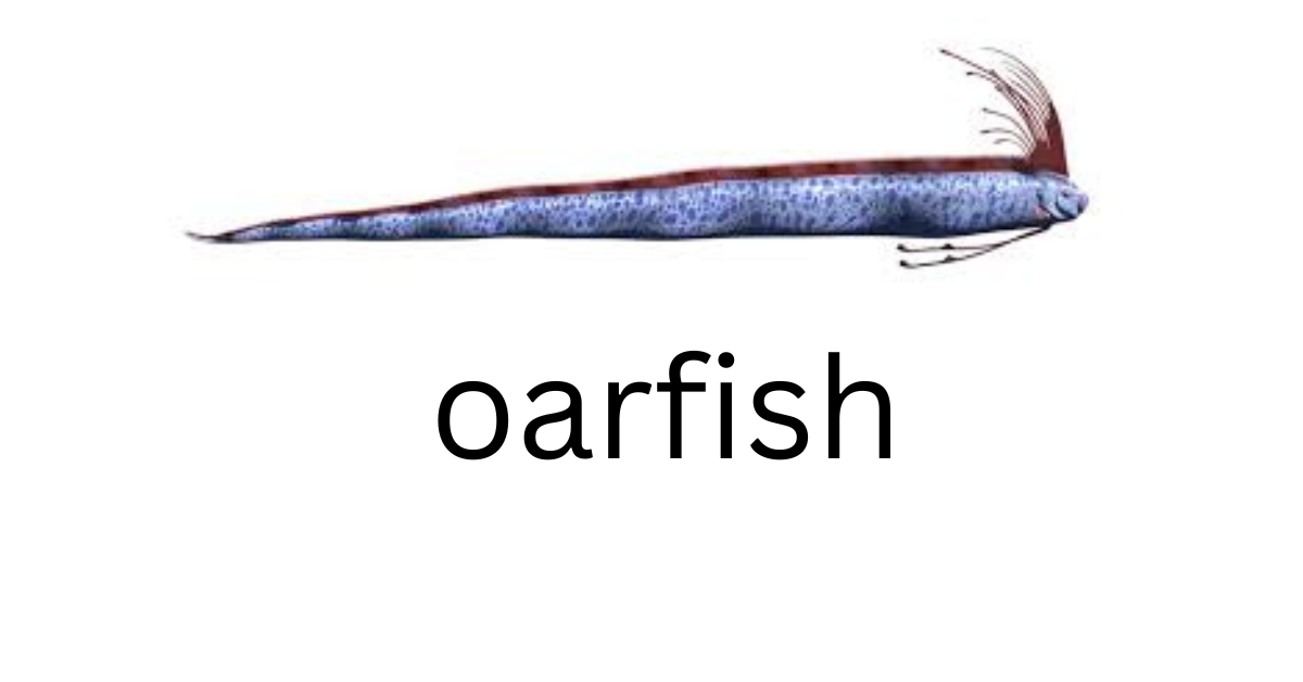 oarfish